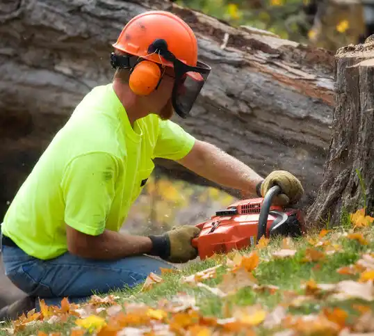 tree services McConnelsville